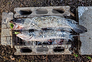 Salt Crusted Grilled Snakehead Fish