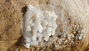 Salt crystallisation at coast of the Dead Sea, Jordan