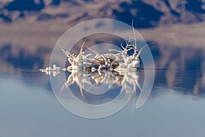 Salt crystals formed around twigs in saline water