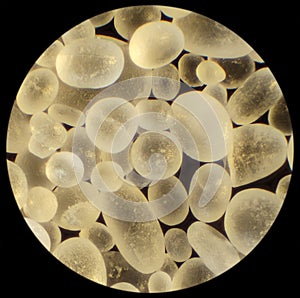 Salt crystals in microscope