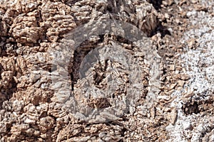 Salt crystals on the salty surface of desert close up. Natural background with copy space