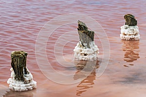 Salt crystals on thick logs in the pink lake Sasyk-Sivash near the resort town of Yevpatoria in Crimea