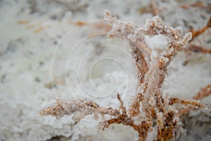 Salt crystals on a tree branch on Lake Baskunchak