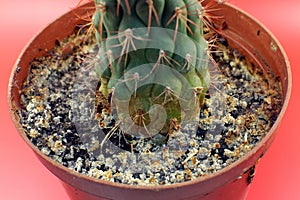 Salt deposits on the soil in a flower pot. Result of improper watering plants