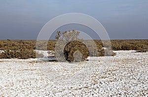 The salt desert and Salsola plants , Iran