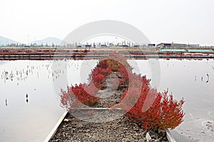 Salt storage in korea