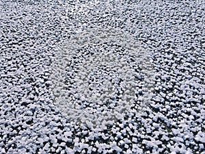 Salt granules at the Lake Elton beach