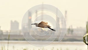 Salt lake birds south of alexandria-Eypt