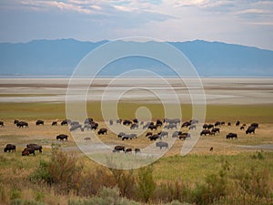 Salt Lake City, Antelope Island buffalo reservation, bison herd