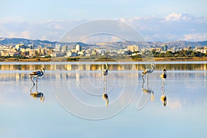 Salt lake in Larnaka