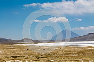 Salar on South America altiplano, Reserva Natural de Salinas y Aguada Blanca photo