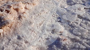 Salt lake, salt crystals. A dead mantis is preserved in the self-precipitating salt of a salt lake. Kuyalnik Liman, Ukraine