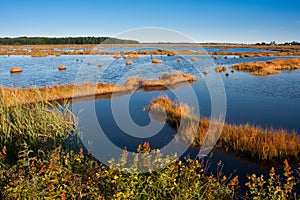 Salt marsh