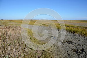 Salt Marsh