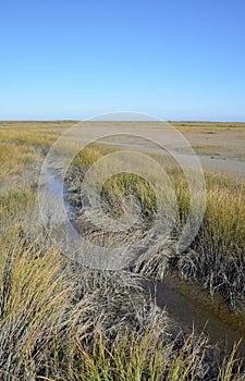 Salt Marsh