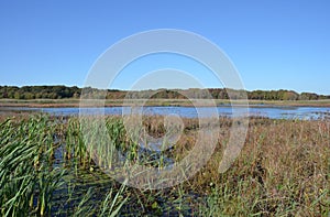 Salt Marsh