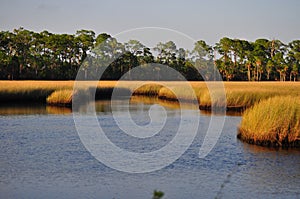 Salt Marsh photo