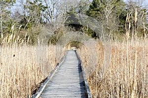 Salt Marsh Boardwalk