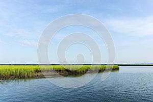 Salt marsh on Bulls Island photo