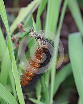 Salt Marsh Caterpillar full length closeup