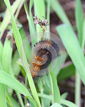 Salt marsh caterpillar on grass