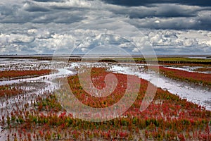 Salt Marsh with common Glasswort resp,Salicornia europaea on Eiderstedt Peninsula at North Sea,North Frisia,Wattenmeer National photo