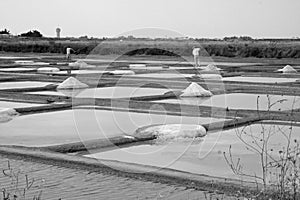 salt marsh fields with staff to harvest the salt