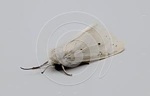 salt marsh moth or acrea moth - Estigmene acrea - isolated on white grey background, small medium size white color insect with