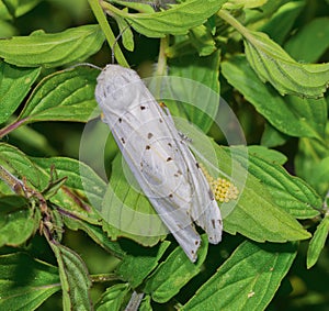 The salt marsh moth or acrea moth - Estigmene acrea - laying small yellow eggs