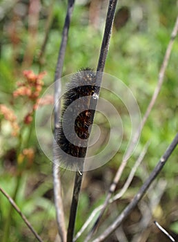 Salt Marsh Moth caterpillar