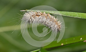 Salt marsh moth caterpillar (Estigmene acrea) insect dead on plant.