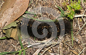 Salt marsh moth caterpillar (Estigmene acrea) insect eating dead leaves on ground.