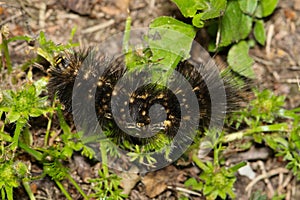 Salt marsh moth caterpillar (Estigmene acrea) insect eating plants.