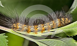 Salt marsh moth caterpillar (Estigmene acrea) insect on plant.
