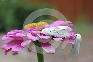 Salt Marsh Moth on Pink Zinnia Flower. Estigmene acrea Rural East Texas