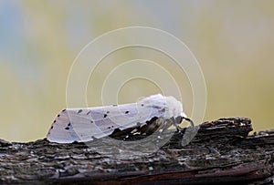 Salt Marsh moth on tree bark.
