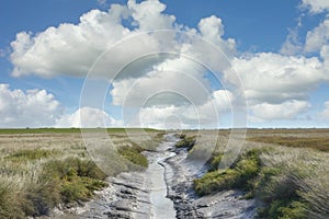 Salt Marsh in North Frisia,North Sea,Wattenmeer National Park,Germany photo