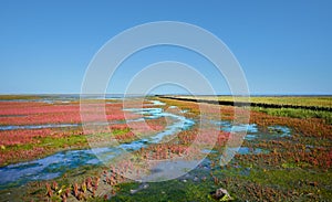 Salt Marsh,north Sea,North Frisia,Wattenmeer National Park,Germany photo