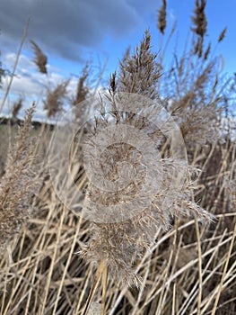 Salt marsh reeds beds in Essex