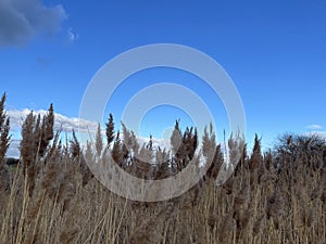 Salt marsh reeds beds in Essex