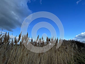 Salt marsh reeds beds in Essex