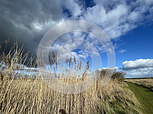 Salt marsh reeds beds in Essex