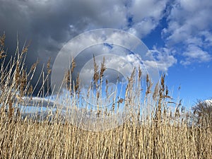 Salt marsh reeds beds in Essex