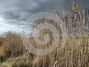 Salt marsh reeds beds in Essex