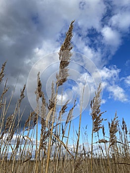 Salt marsh reeds beds in Essex