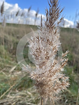 Salt marsh reeds beds in Essex