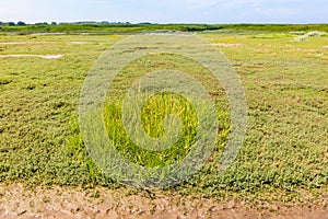 Salt marsh with sea sandwort, Honckenya, and grass on mudflat, N photo