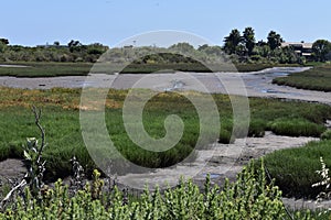 Carpinteria Salt Marsh Nature Park, 9. photo