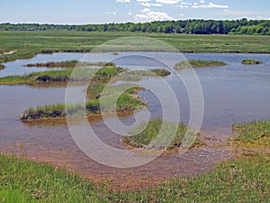 Salt marsh, Wells Maine