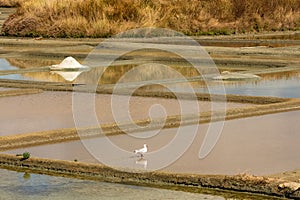 The salt marshes